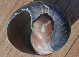 Lobed Moon Shell